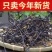 干蕨菜