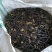 干蕨菜