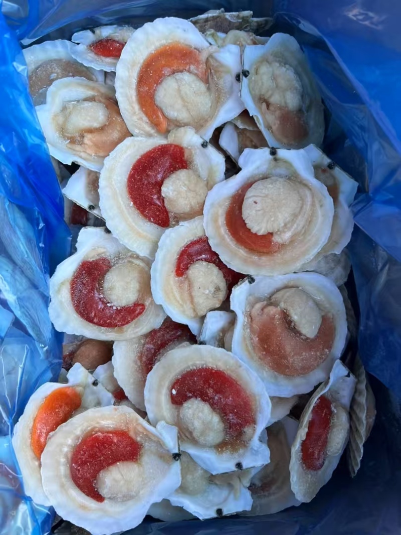 半壳贝，虾夷贝，冷冻扇贝，常年批发，厂家直销