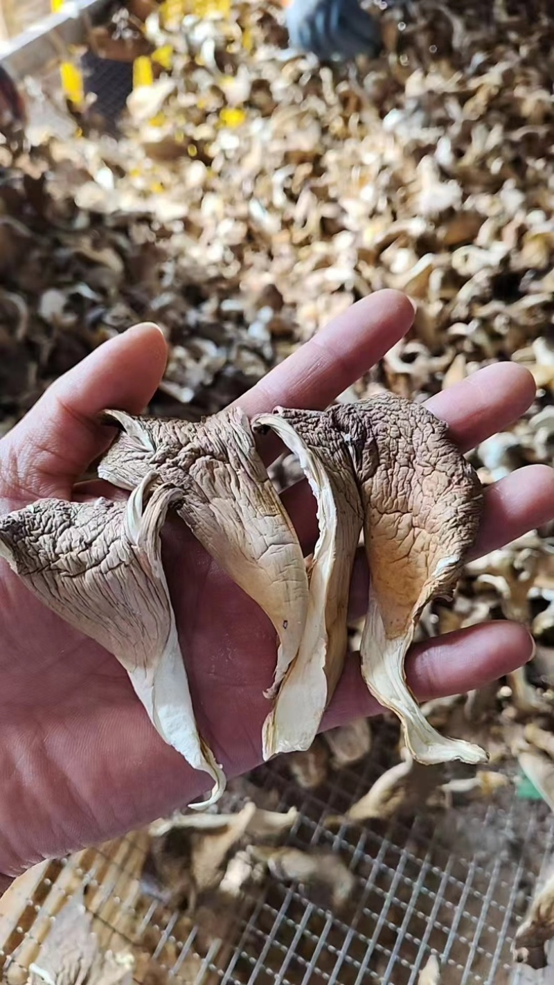 河北平菇/邯郸平菇干平菇/鲜平菇/基地直供品质优大量有货