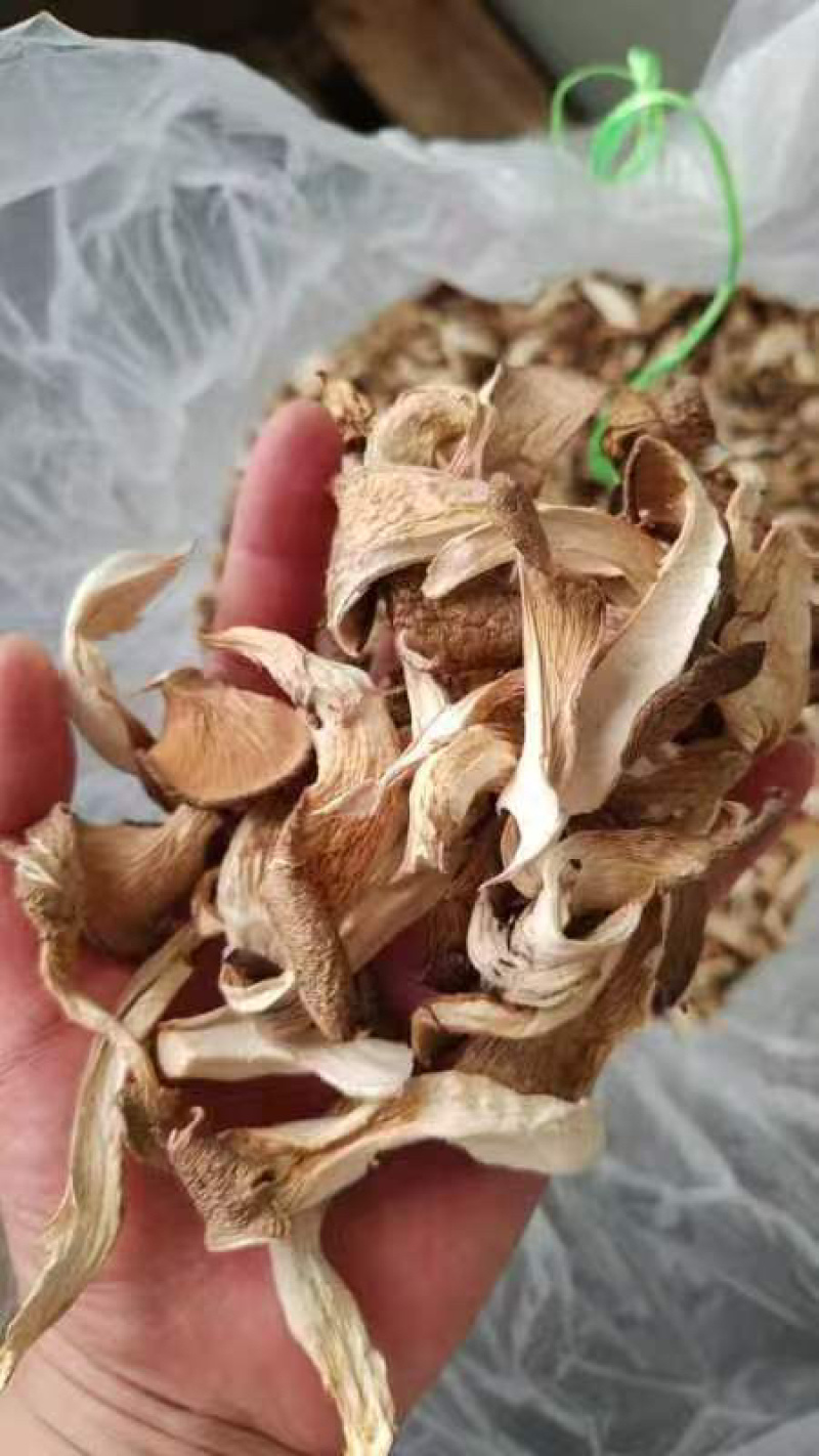 河北平菇/邯郸平菇干平菇/鲜平菇/基地直供品质优大量有货