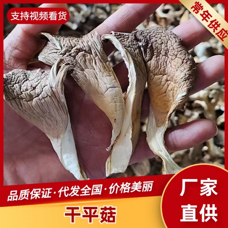 河北平菇/邯郸平菇干平菇/鲜平菇/基地直供品质优大量有货