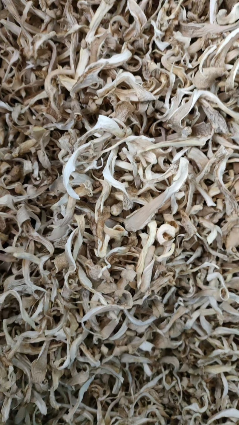 河北平菇/邯郸平菇干平菇/鲜平菇/基地直供品质优大量有货