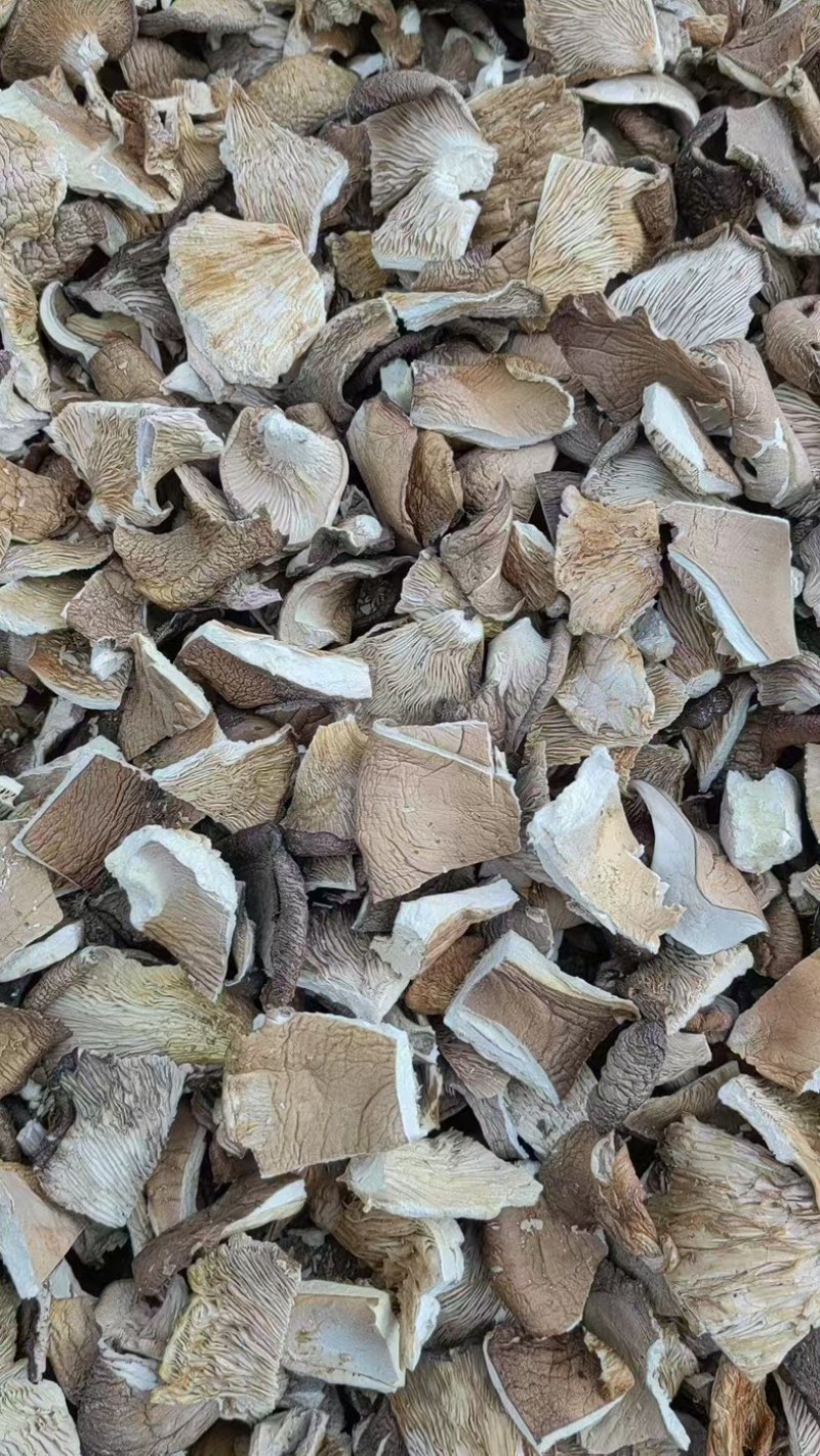河北平菇/邯郸平菇干平菇/鲜平菇/基地直供品质优大量有货