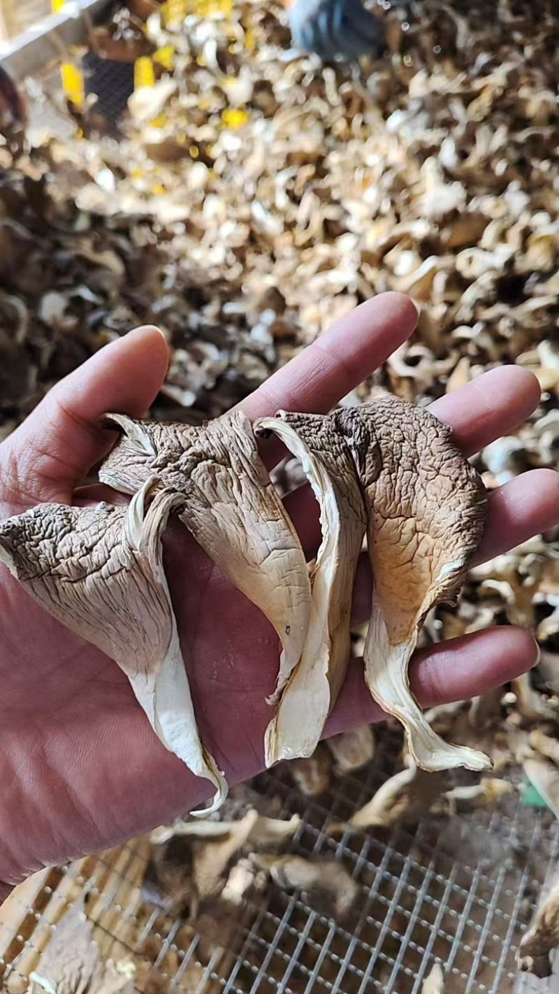 河北平菇/邯郸平菇干平菇/鲜平菇/基地直供品质优大量有货
