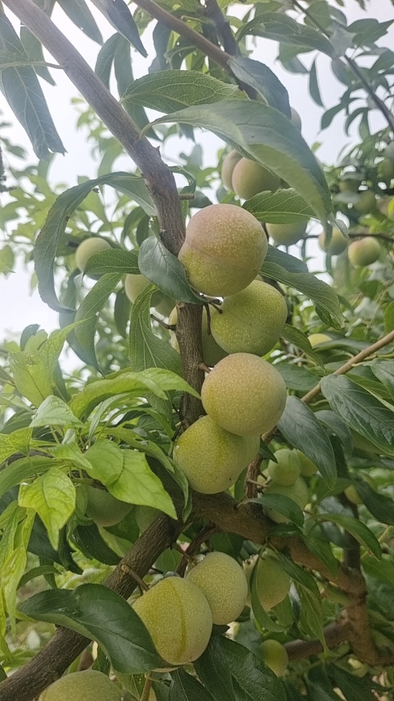 乐山半边红李子，口感脆甜，特点脱骨，耐运输，欢迎采购！