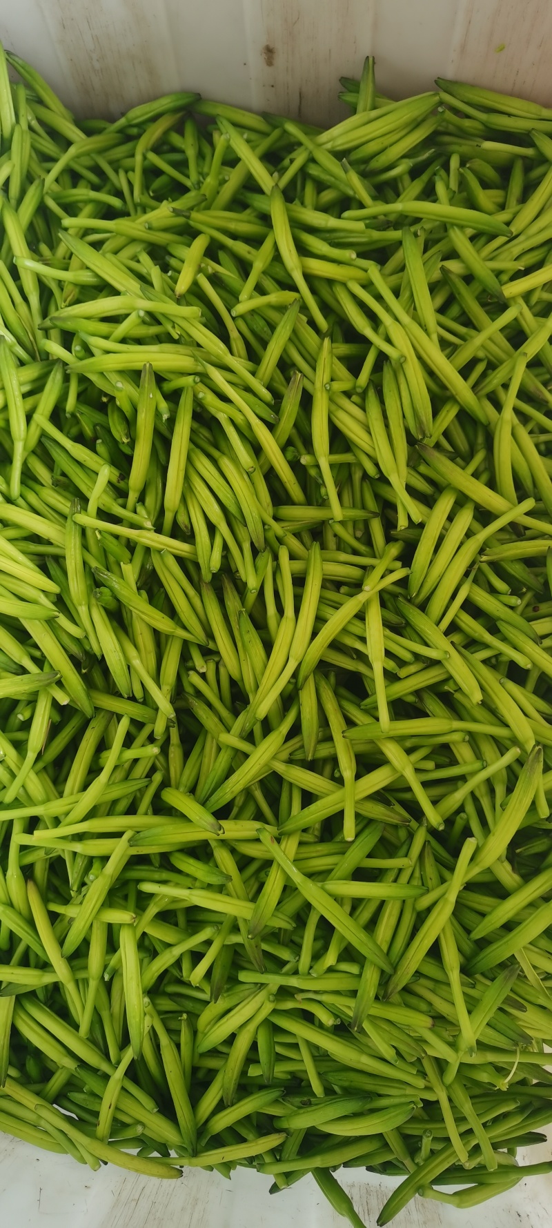 【精选】鲜黄花菜量大从优品质保证一手货源基地直供