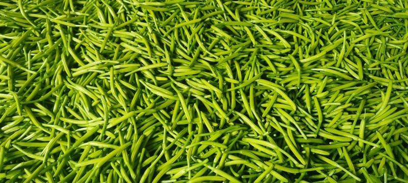 【精选】鲜黄花菜量大从优品质保证一手货源基地直供