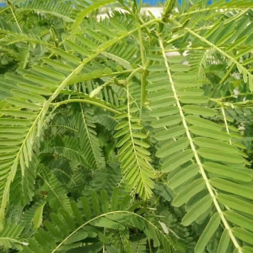 田菁种子别名碱菁涝豆耐涝耐旱盐碱土壤改良牧草果园固氮绿肥