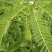 田菁种子别名碱菁涝豆耐涝耐旱盐碱土壤改良牧草果园固氮绿肥