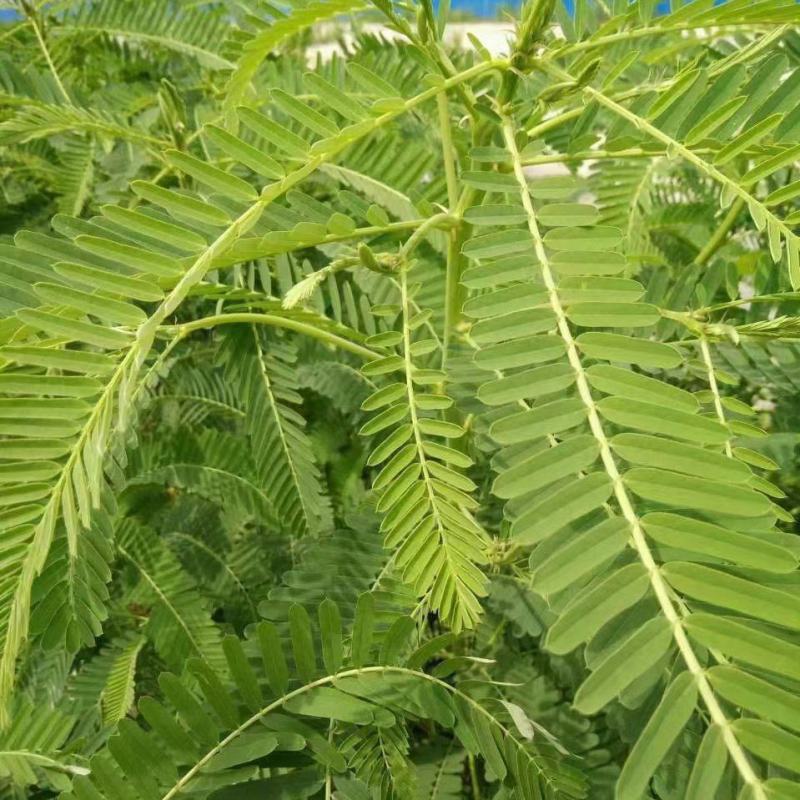田菁种子别名碱菁涝豆耐涝耐旱盐碱土壤改良牧草果园固氮绿肥