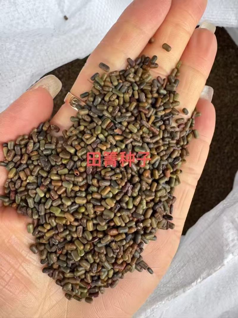 田菁种子别名碱菁涝豆耐涝耐旱盐碱土壤改良牧草果园固氮绿肥