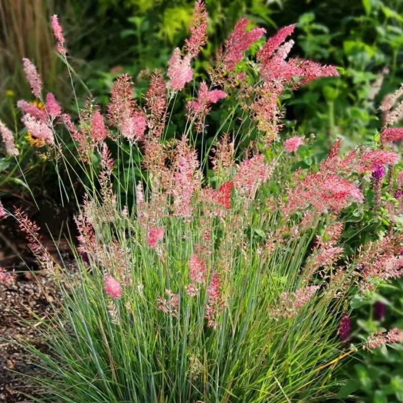 糖蜜草种子耐寒四季南北方种植牧草种籽护坡固土花园配景观赏