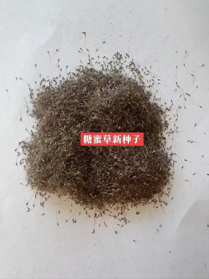 糖蜜草种子耐寒四季南北方种植牧草种籽护坡固土花园配景观赏