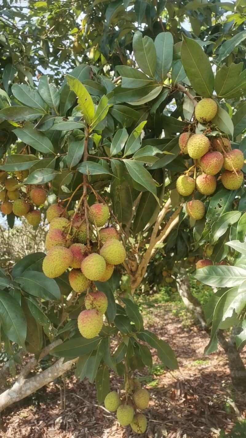 荔枝