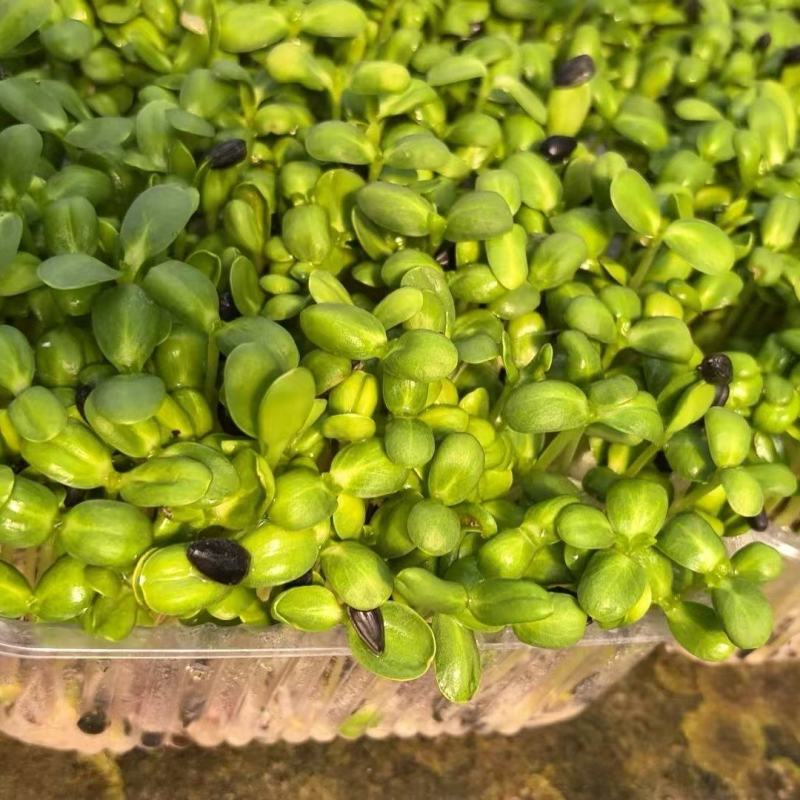 新上瓜子苗，葵花籽苗，向阳苗，葵花苗