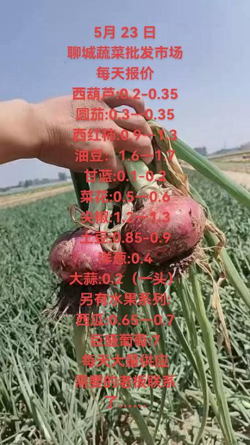 本地洋葱大量上货中，需要的老板可以联系了！