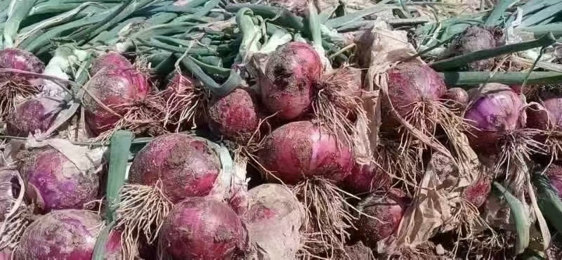 本地洋葱大量上货中，需要的老板可以联系了！