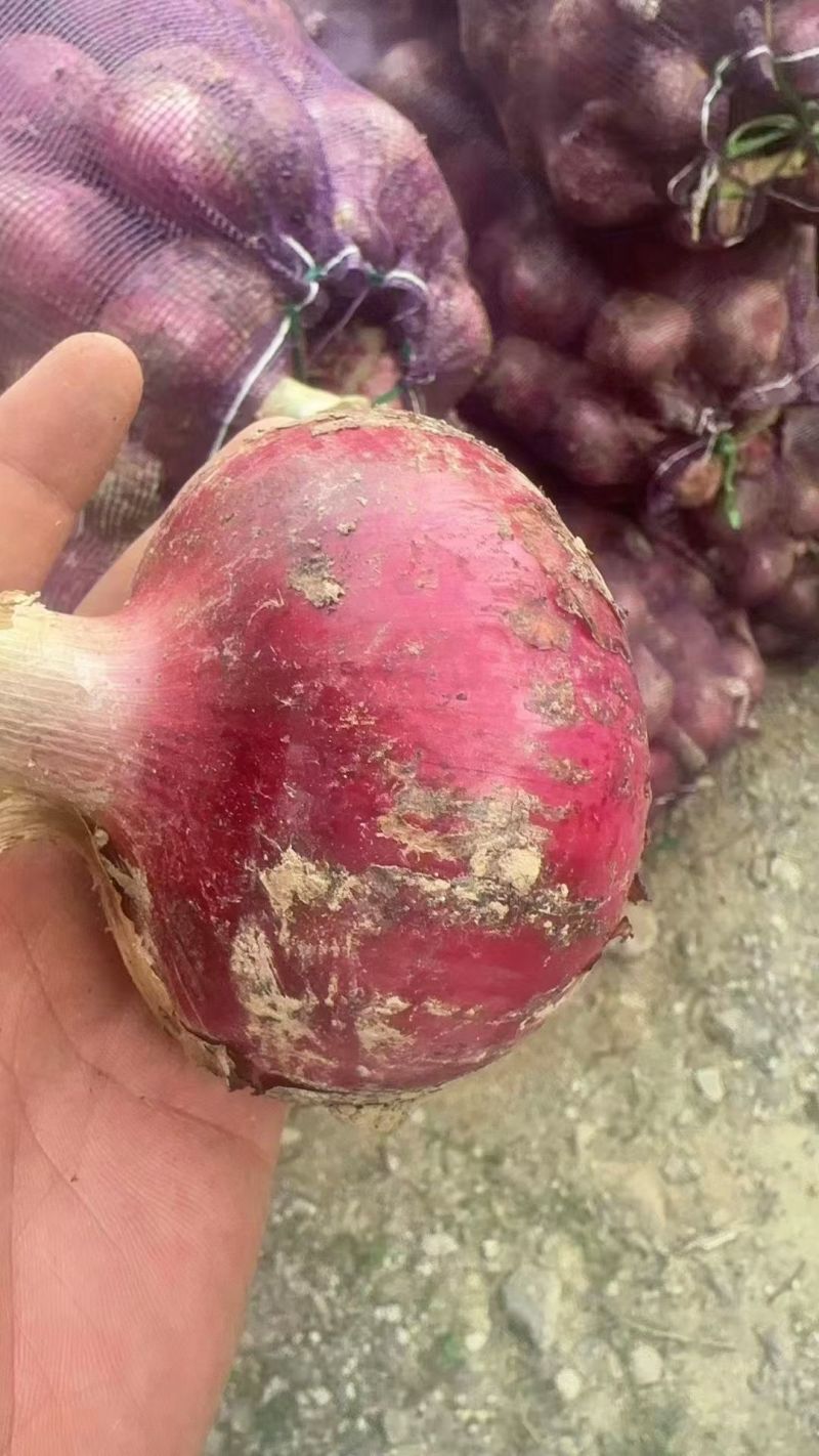 本地洋葱大量上货中，需要的老板可以联系了！