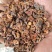 沂蒙山野生侧柏壳柏壳子侧柏壳粉量大优惠