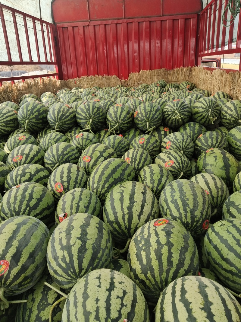 【实力推荐】大棚甜王陕西甜王视频看货欢迎咨询