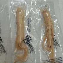 保鲜参，独立包装，体态好，原产地发货，大量供货