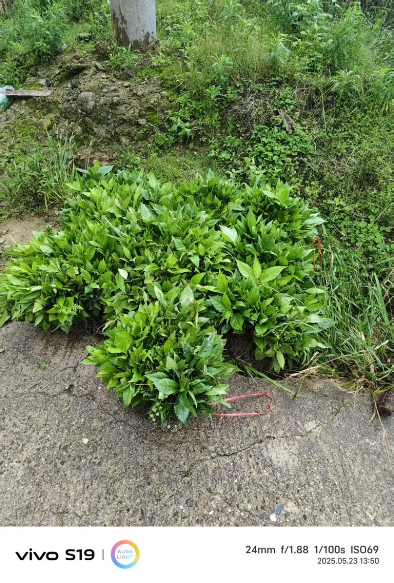 优质草珊瑚苗