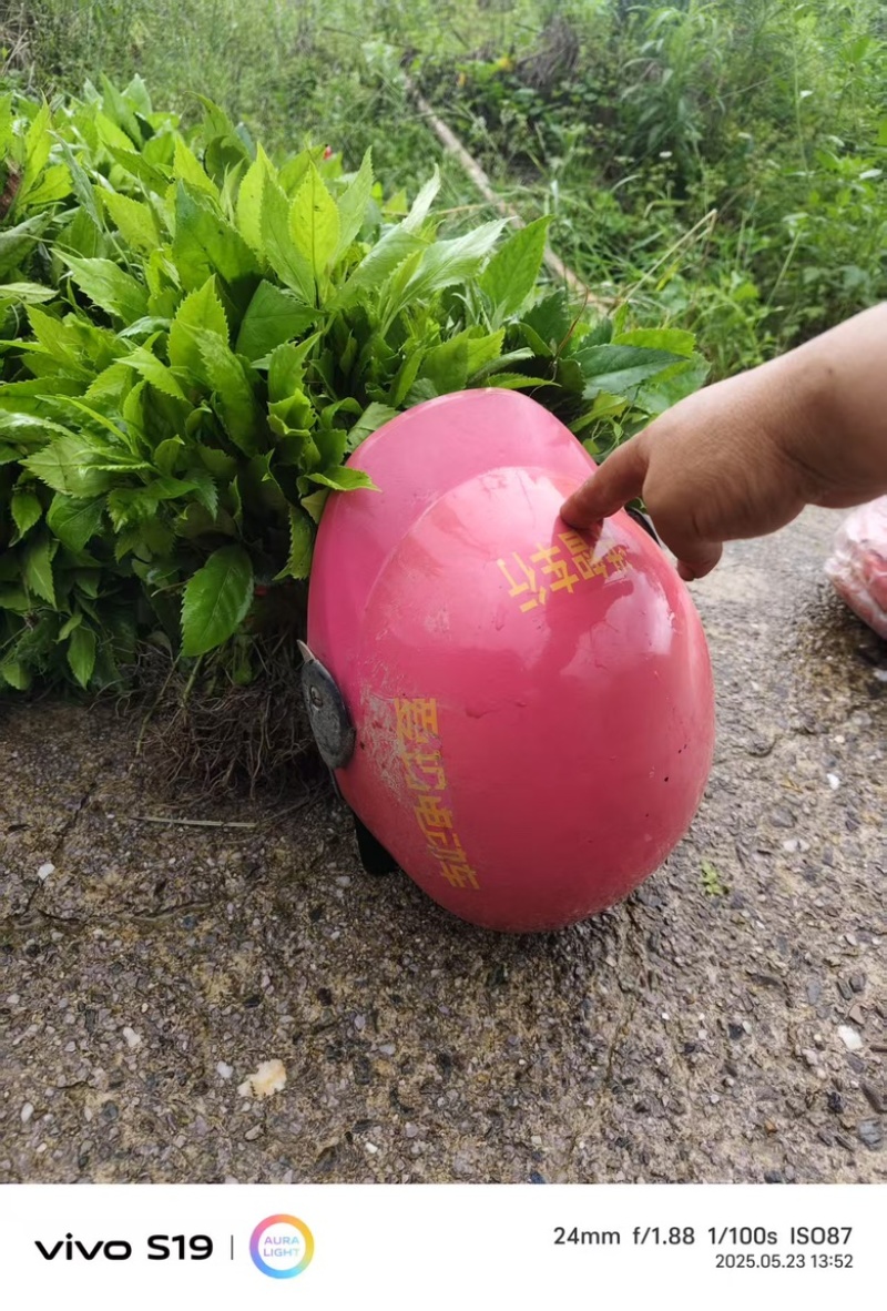 优质草珊瑚苗