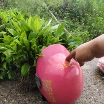 优质草珊瑚苗
