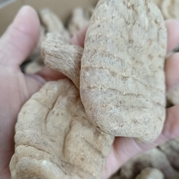 正宗昭通天麻20个—公斤的