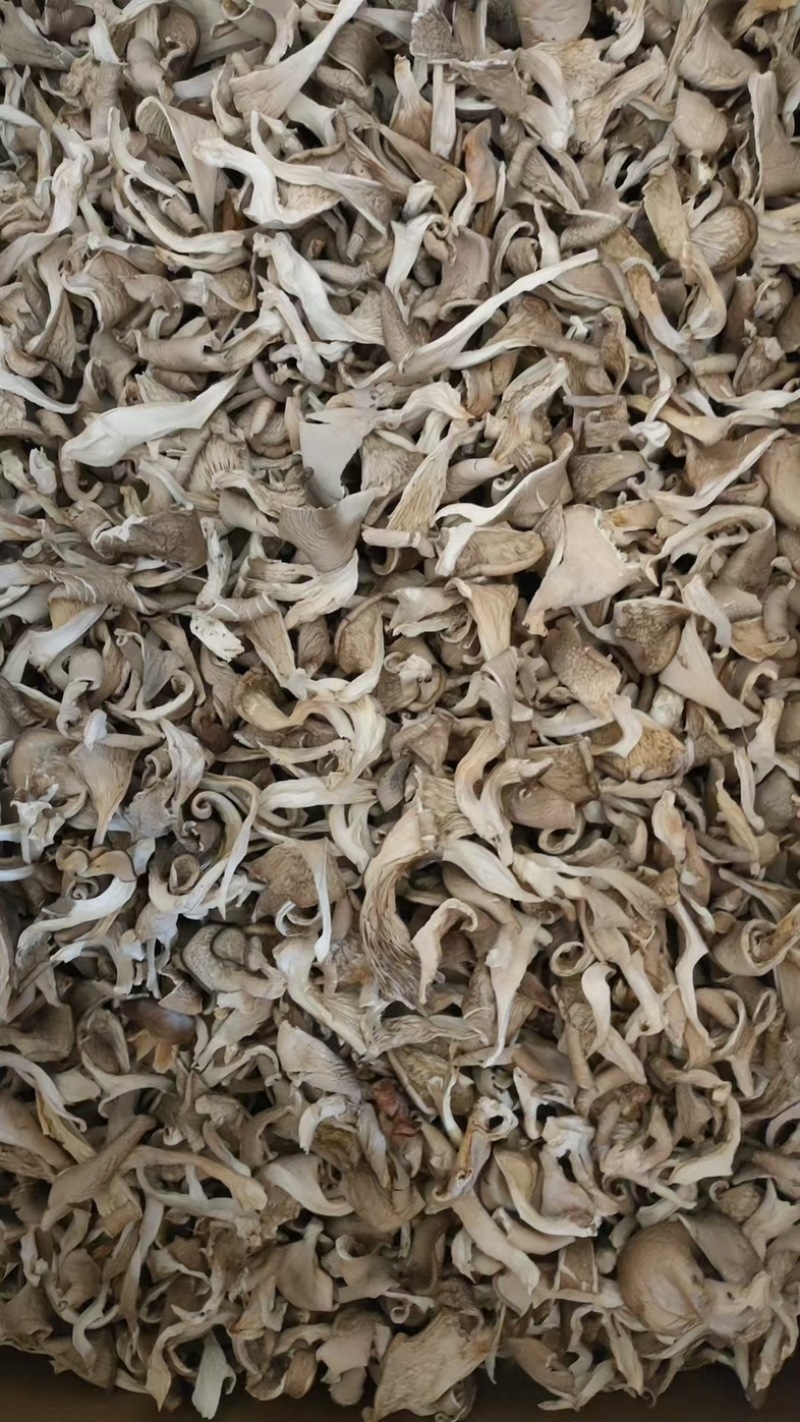 福建干平菇/鲜/大量有货基地直供产地实发可看货