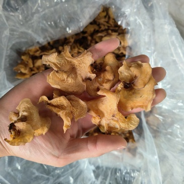 羊肚耳沙耳珍珠菌产地直发自产自销一手货源专注批