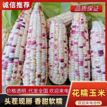 花糯玉米【热卖推荐】大量现货供应，对接电商市场批发商
