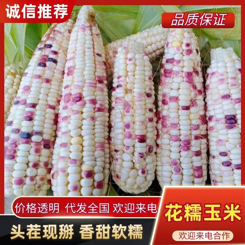 花糯玉米【热卖推荐】大量现货供应，对接电商市场批发商