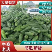 冬瓜节瓜支持视频看货，可发往全国市场