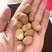 干蚕豆今年新货生蚕豆新蚕豆胡豆农家自产新货新鲜蚕豆