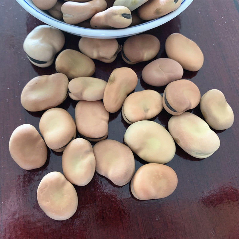 干蚕豆今年新货生蚕豆新蚕豆胡豆农家自产新货新鲜蚕豆