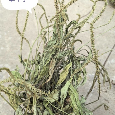 新货车前草个子产地一手货源物美价廉花茶厂专用