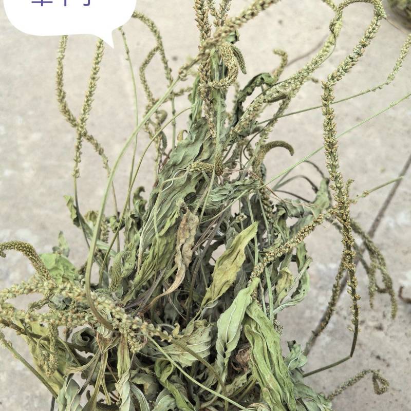 新货车前草个子产地一手货源物美价廉花茶厂专用