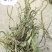 新货车前草个子产地一手货源物美价廉花茶厂专用