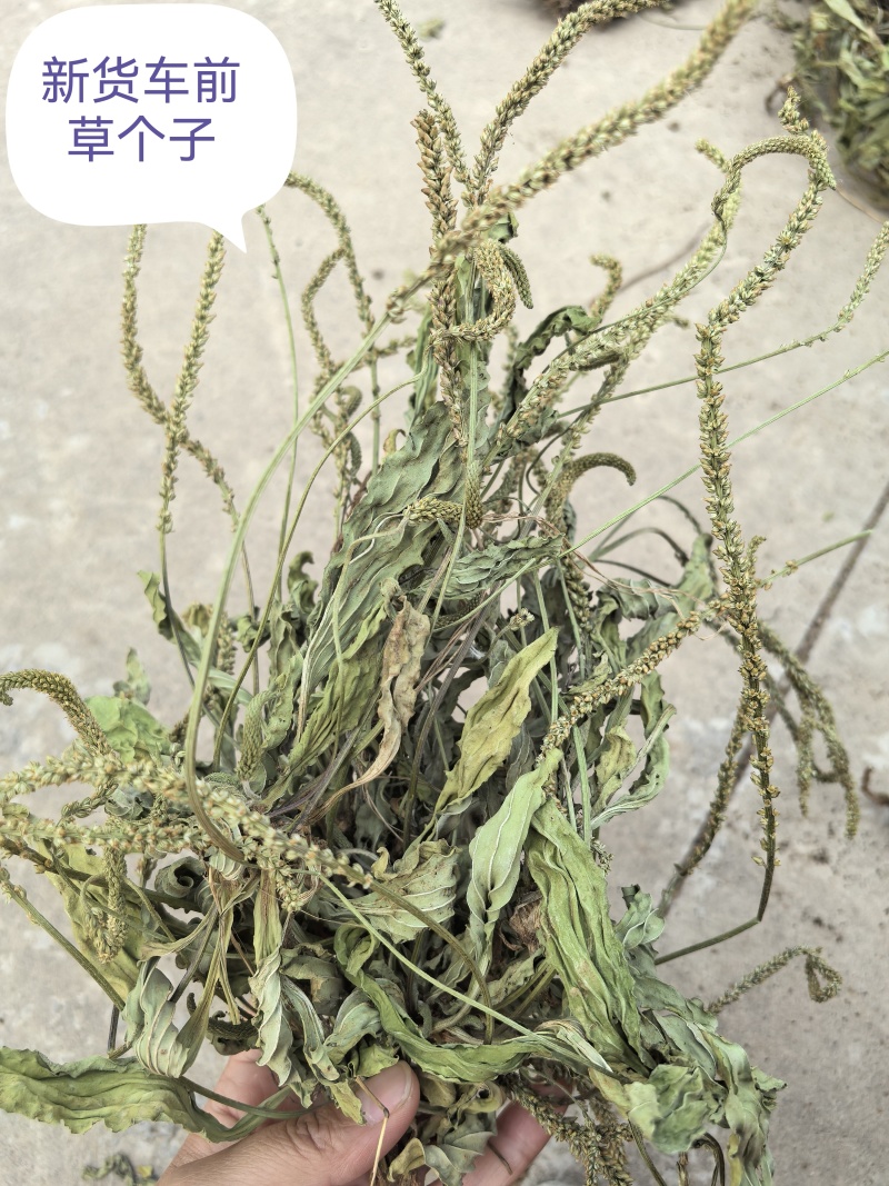 新货车前草个子产地一手货源物美价廉花茶厂专用