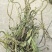 新货车前草个子产地一手货源物美价廉花茶厂专用