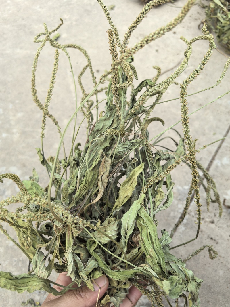 新货车前草个子产地一手货源物美价廉花茶厂专用