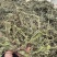 新货车前草个子产地一手货源物美价廉花茶厂专用