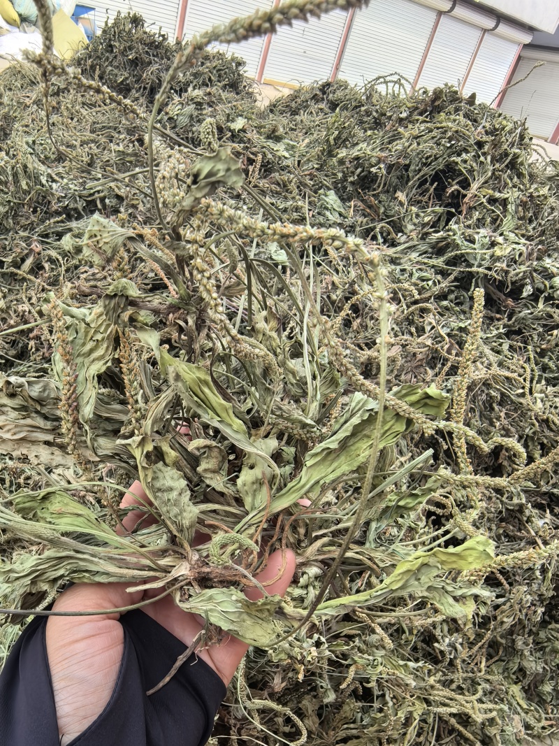 新货车前草个子产地一手货源物美价廉花茶厂专用