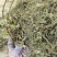新货车前草个子产地一手货源物美价廉花茶厂专用