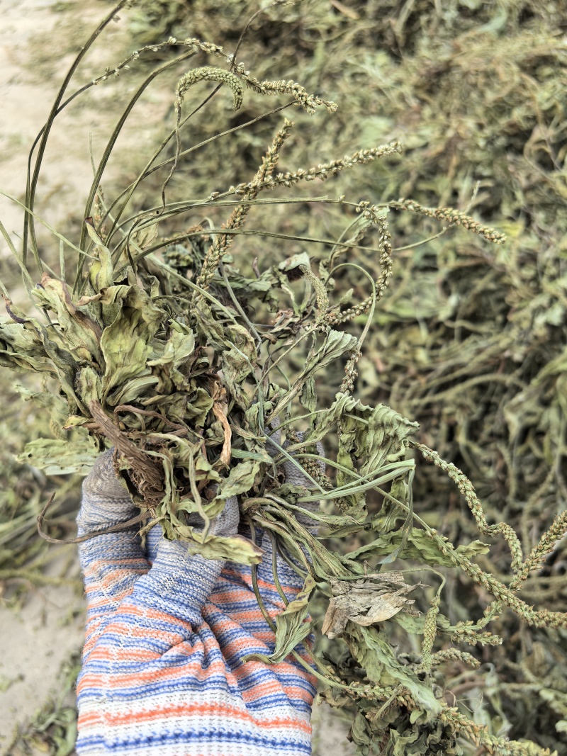 新货车前草个子产地一手货源物美价廉花茶厂专用