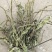 新货车前草个子产地一手货源物美价廉花茶厂专用