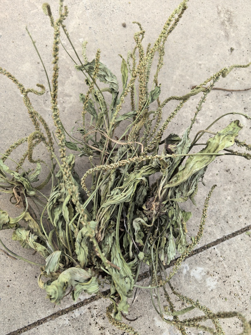 新货车前草个子产地一手货源物美价廉花茶厂专用