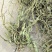 新货车前草个子产地一手货源物美价廉花茶厂专用